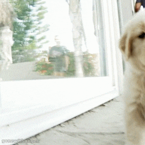 Pat The Dog GIF - Find & Share on GIPHY  Funny gif, Happy gif, Funny  cartoon gifs