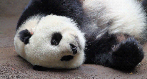 los osos panda son cariñosos o agresivos