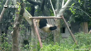 panda animaux GIF by BFMTV