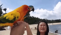 Beautiful Parrots Enjoy a Day at the Beach in Singapore
