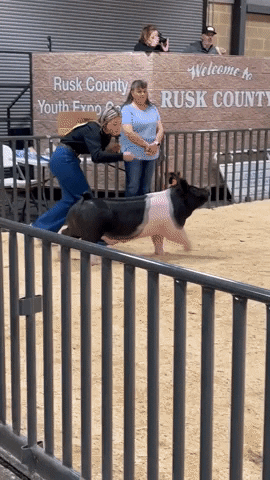 Pig Strut GIF by Storyful