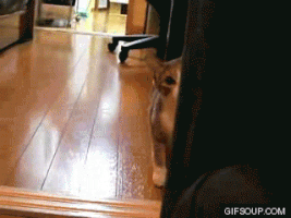 200.gif