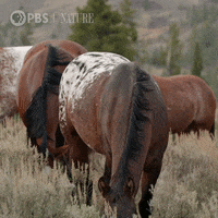 Crazy Horse GIFs