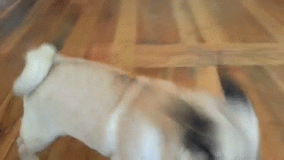 giphy.gif
