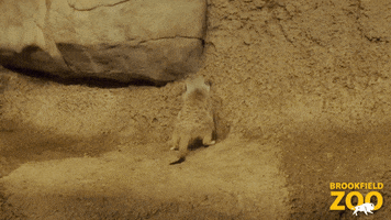 Lion King Meerkat GIF by Brookfield Zoo