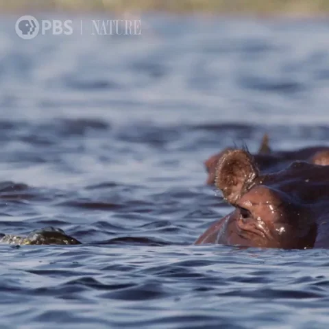 Pbs Nature Africa GIF by Nature on PBS