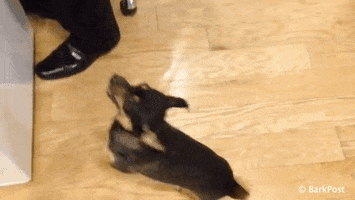Happy Puppy Love GIF by The BarkPost
