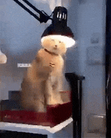 Cat Reaction GIF by JustViral.Net