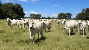 tecnoblock GIF