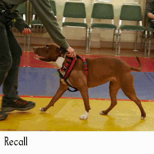 Staffordshire Bull Terrier Dog Training GIF by Positively Pets