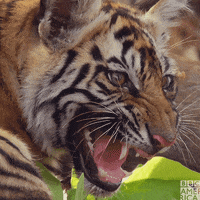 Angry Bbc Earth GIF by BBC America