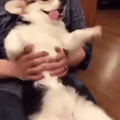 Video gif. Corgi relaxes back into someone's arms with its belly facing us, tongue hanging out of one side of its mouth. The person moves its belly up and down, making the corgi's extremely relaxed arms flop around like limp noodles. 