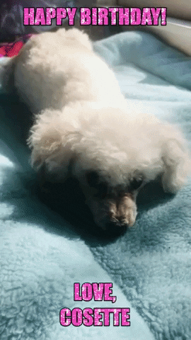 Happy Birthday Poodle GIF by chuber channel