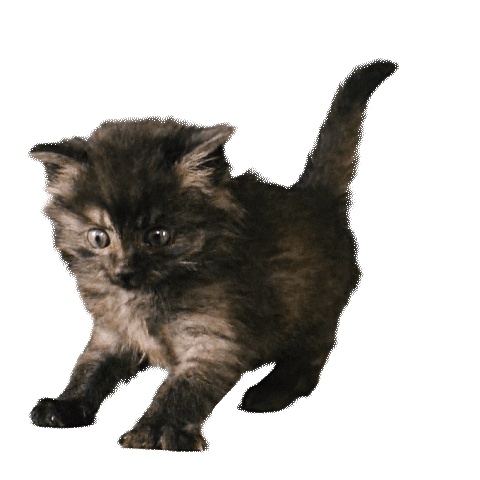 Kitty Sticker