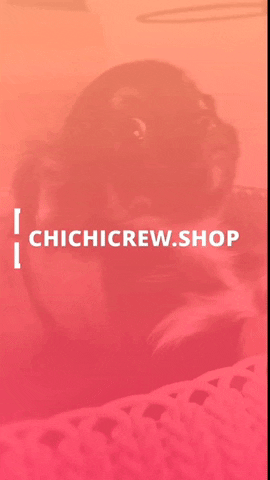 Dogs GIF