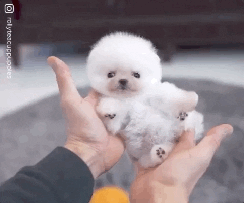 Cute puppy GIF - Find on GIFER