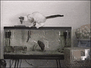 100.gif