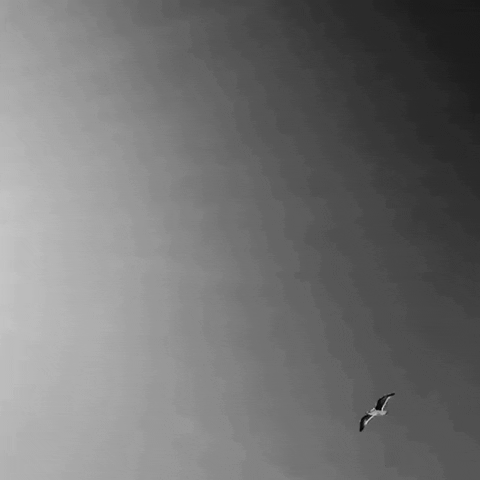 Black And White Beach GIF by Nora Simon