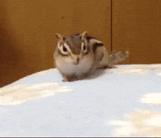 siberian mouse naked gifs