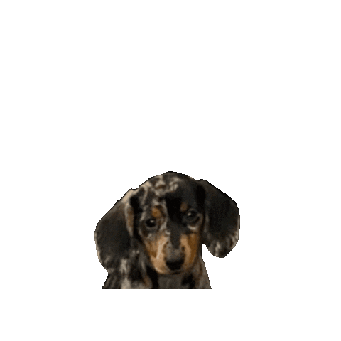 Smaak Amsterdam Sticker