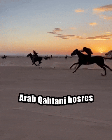 Arab Qahtani Hosres GIF