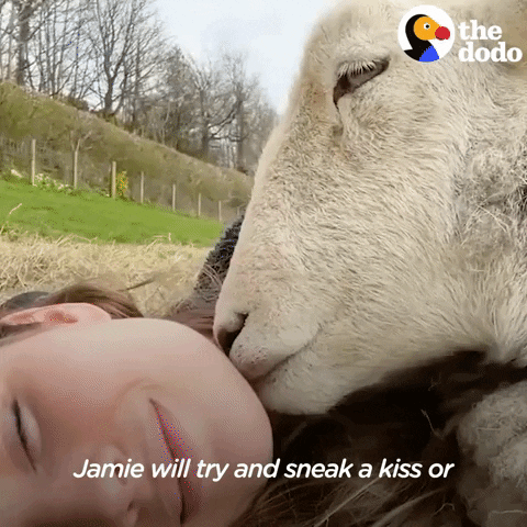 Sheep Kiss GIF by The Dodo