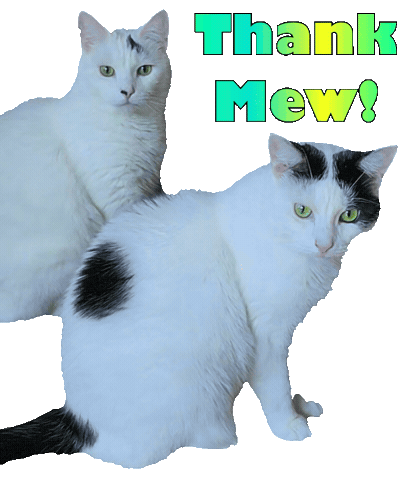 Cats Thank You Sticker