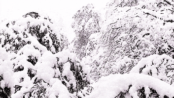 Video gif. Trees and shrubbery coated in bright white powdery snow as more snow falls down.