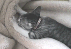 kitten kneading blanket