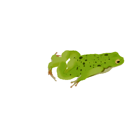 3D Frog Sticker by Zacxophone