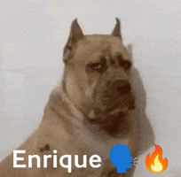 Enrique GIF