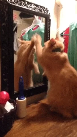 brave-mirrored-oyster