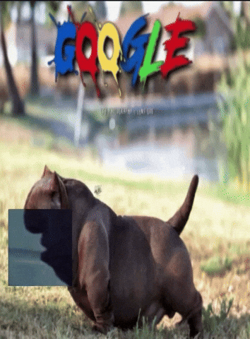 Dog Google GIF