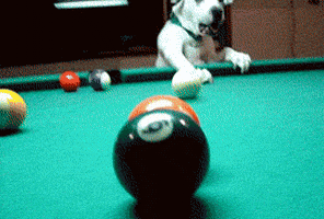 smart dog GIF