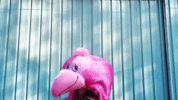 Pink Jumping GIF by Toukan Toukan