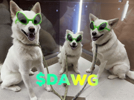 Dawg GIF