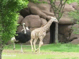 ostrich GIF