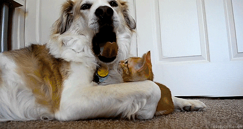 chien et chat qui jouent cadeau du lecteur