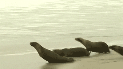 sea frolicking GIF
