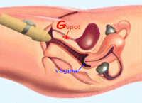 Gif Image