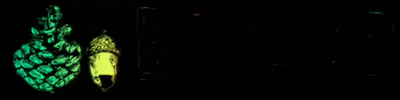 Bosque.cl GIF