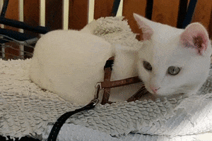 Cat GIF
