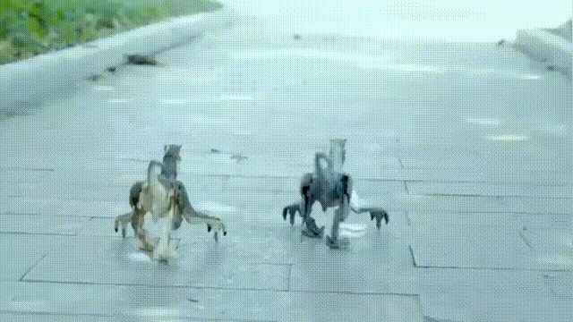 Animated GIF