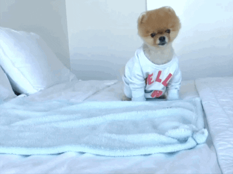 Tired Dog GIF by Jiffpom - Find & Share on GIPHY