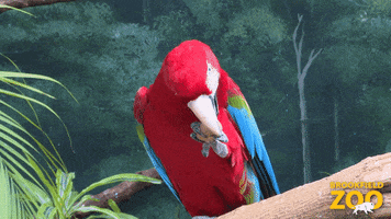 Snack Pirate GIF by Brookfield Zoo