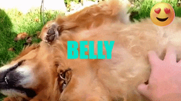 York Professional Pet Sitting and Dog Walking GIF