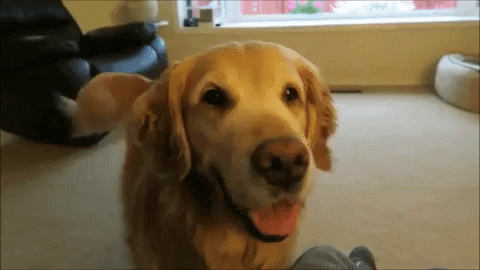 Golden Retriever Smiling GIF - Find & Share on GIPHY