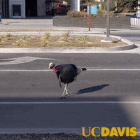 Wild Turkey Bird GIF by UC Davis