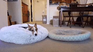 New GIF