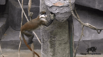Monkey No GIF by Brookfield Zoo